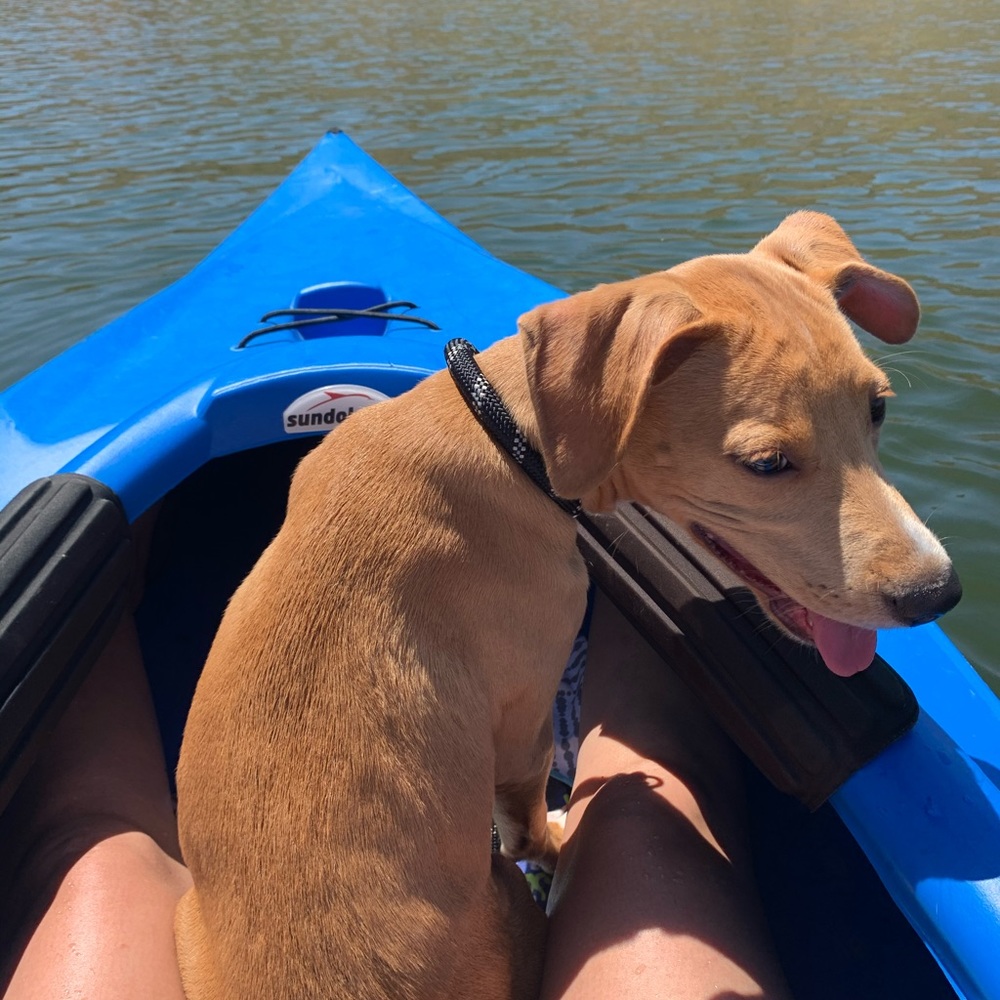 Meet your Posher, Kasha